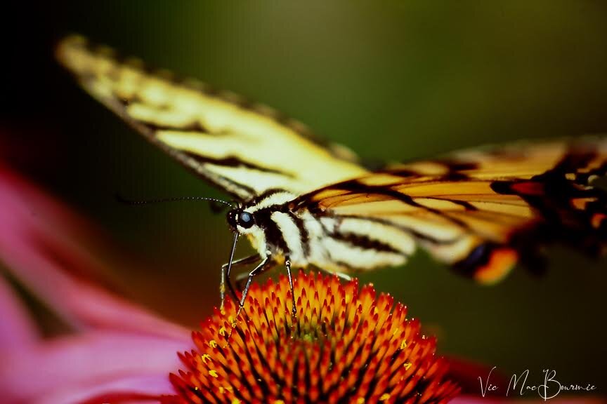 Yellow Swallowtail sips from a purple coneflower.