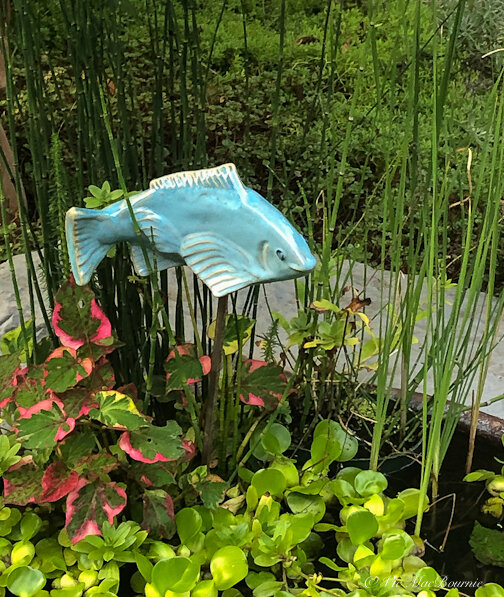 A single fish adds a splash of colour as it swims above the plants in the patio container water garden. It would look just as good in a window box 20-storeys up overlooking a city skyline.