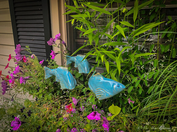 The smaller ceramic fish are perfect for container plantings. Here, three work their way around Northern Sea Grass and petunias in one of our window boxes.