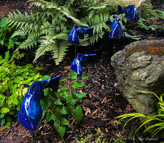 This school of cobalt-coloured fish swim through the ferns and grasses of our Japanese-inspired garden creating a flow down a small hill and around a moss-covered boulder.