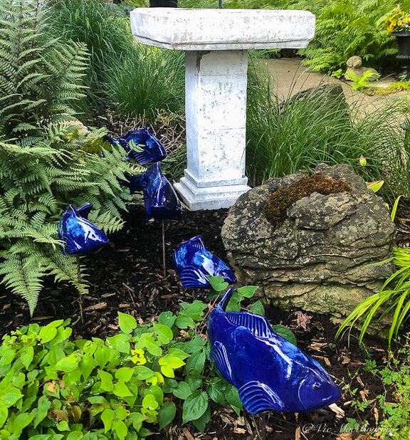 A school of fish make their way through our Japanese-inspired garden.