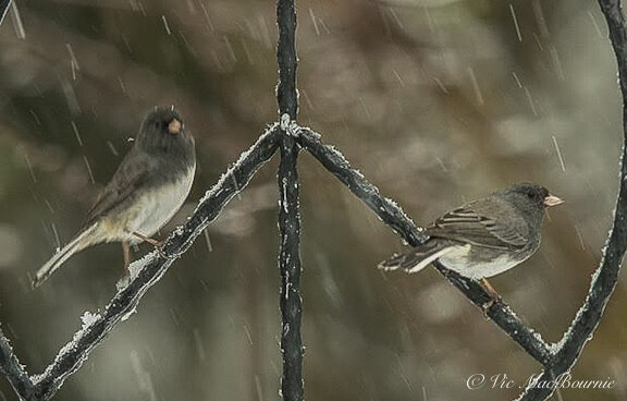 Two Juncos wait their turn on the peace sign during a snow storm.