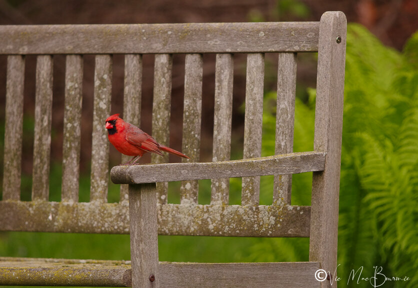 This Cardinal gives our garden bench the perfect pop of colour. There’s no need to move in close in this case, better to show the bird in its environment.