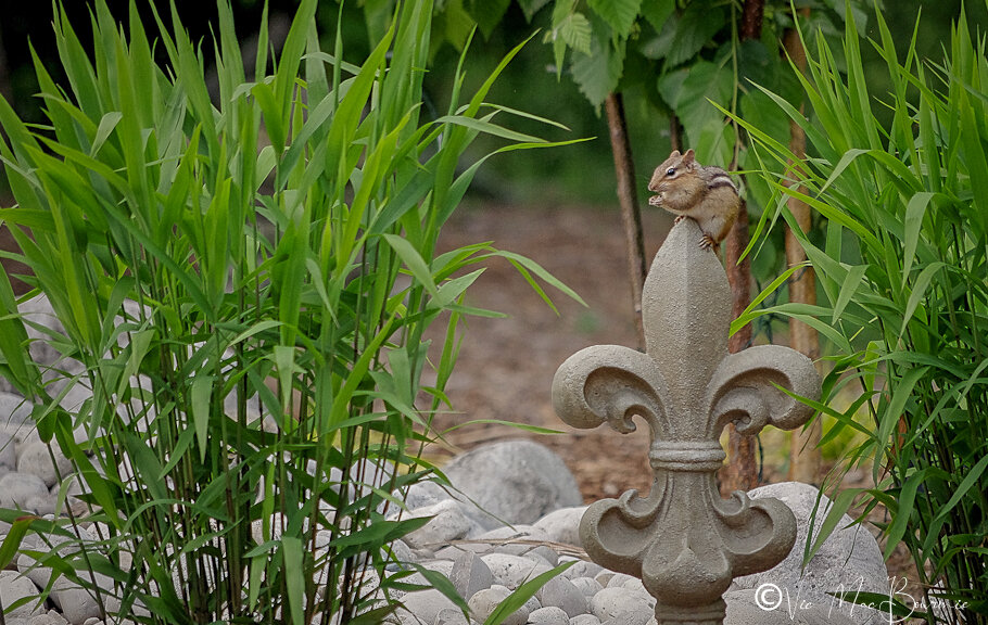 Chipmunk takes a quick break on garden ornament.