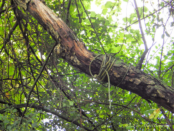By wrapping a rope around a branch of one of our crab apple trees we are able to create a snag in a living tree. By doing this, you can create a snag where ever you choose.