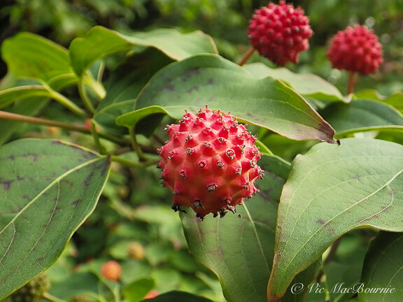 The bright red fruit of the Cornus Kousa.