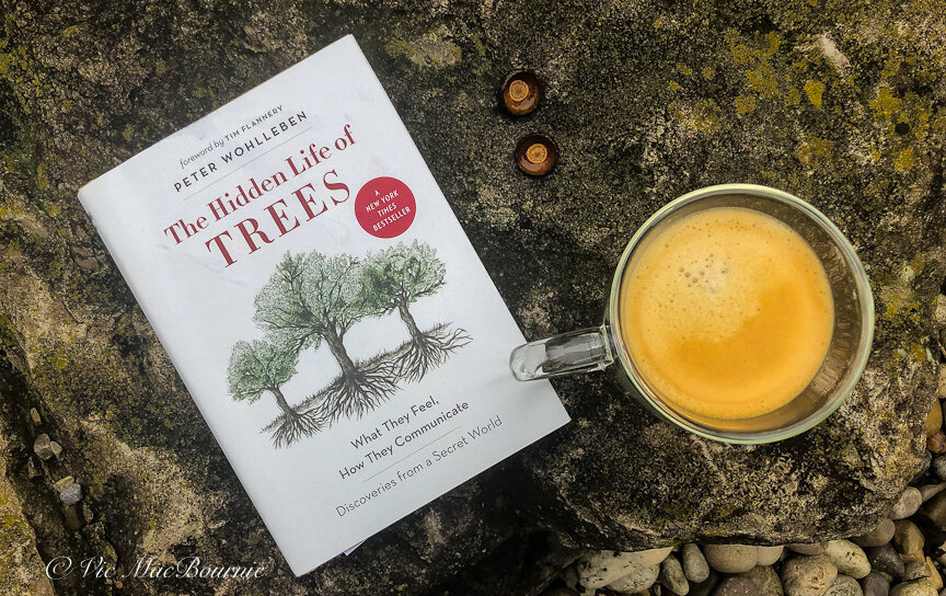 Sit back and relax with a good coffee and The Hidden Life of Trees. The New York Times best seller is a must for Woodland gardeners.