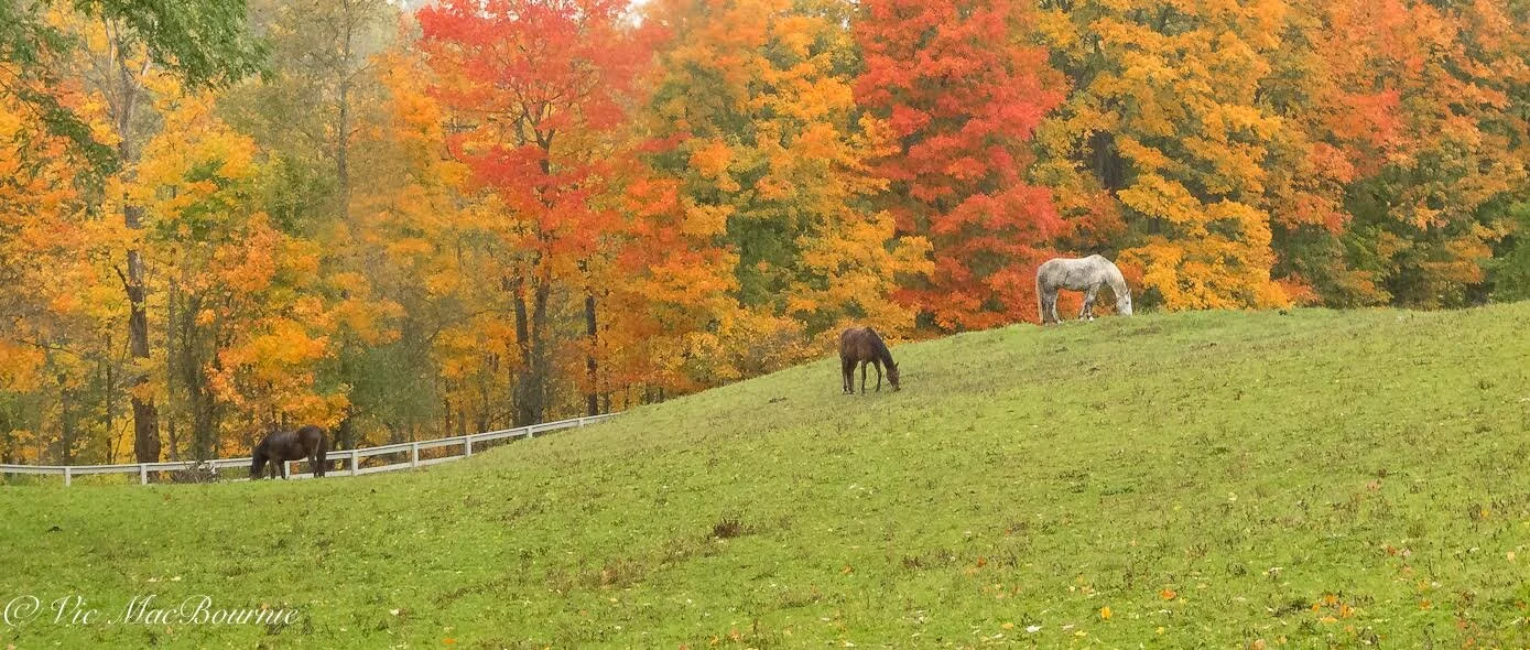 Six of the best trees for fall colour (three large trees - three ...