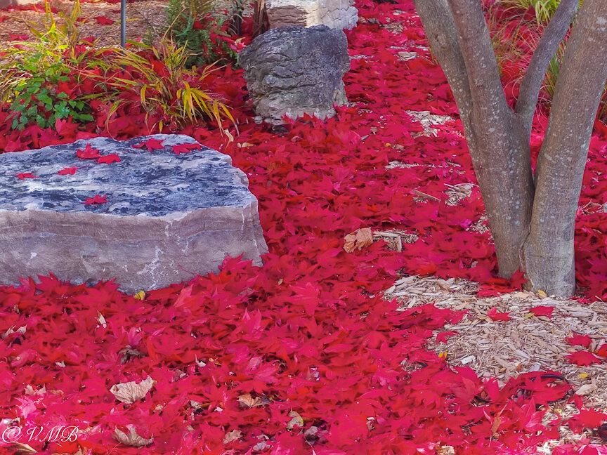 Our Bloodgood Japanese Maple’s bright red leaves cover the ground in the japanese-inspired garden.