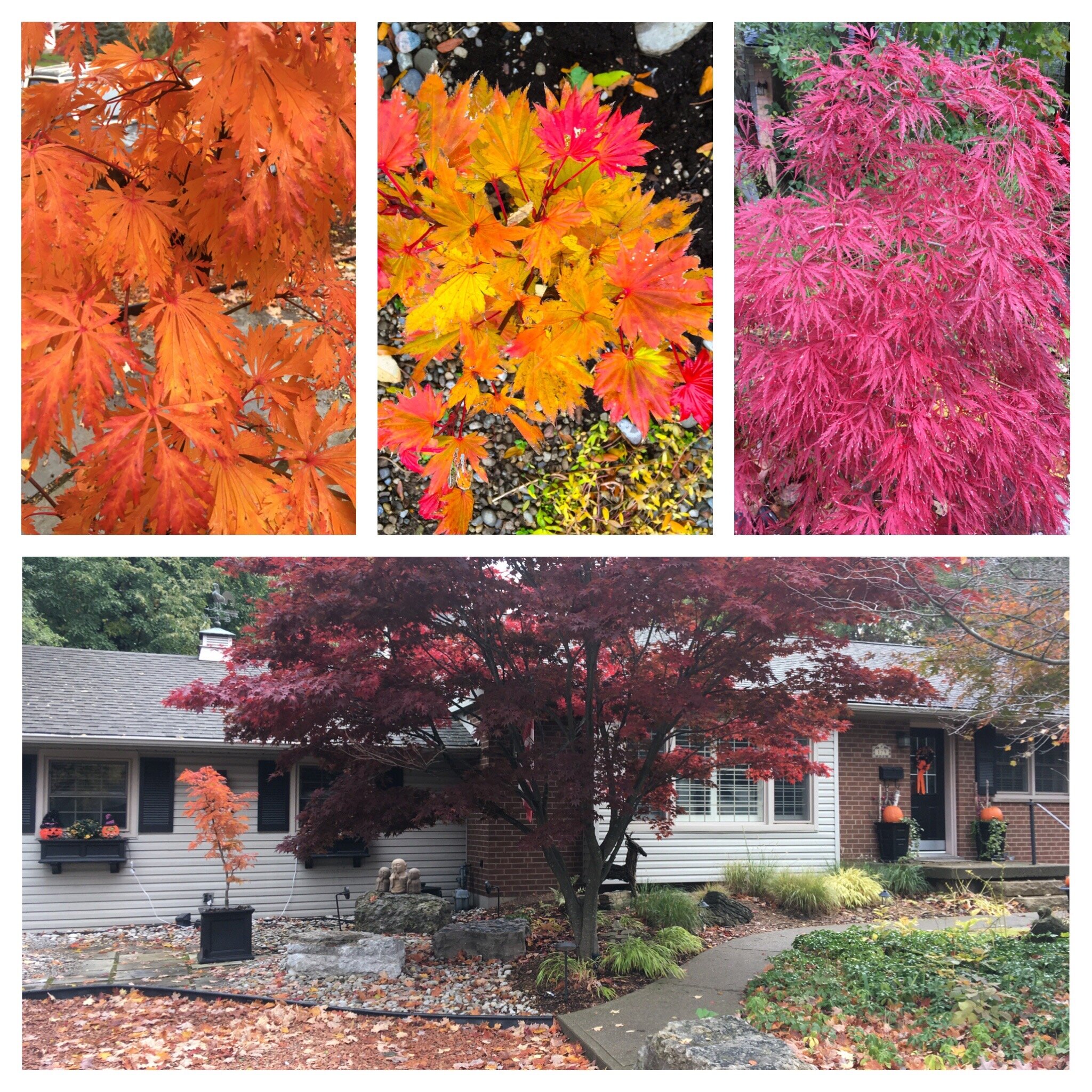 A collage of our Japanese Maples showing off their fall colours.
