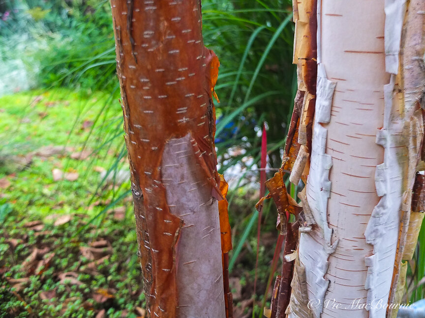 This image illustrates the peeling bark of another one of our clump birches that is just entering its pure white phase. The cinnamon bark on the left is just beginning to reveal the white bark. It’s noteworthy that this clump is just 9 or 10 feet from the clump shown above that is much further along in its transformation from reddish brown to white.