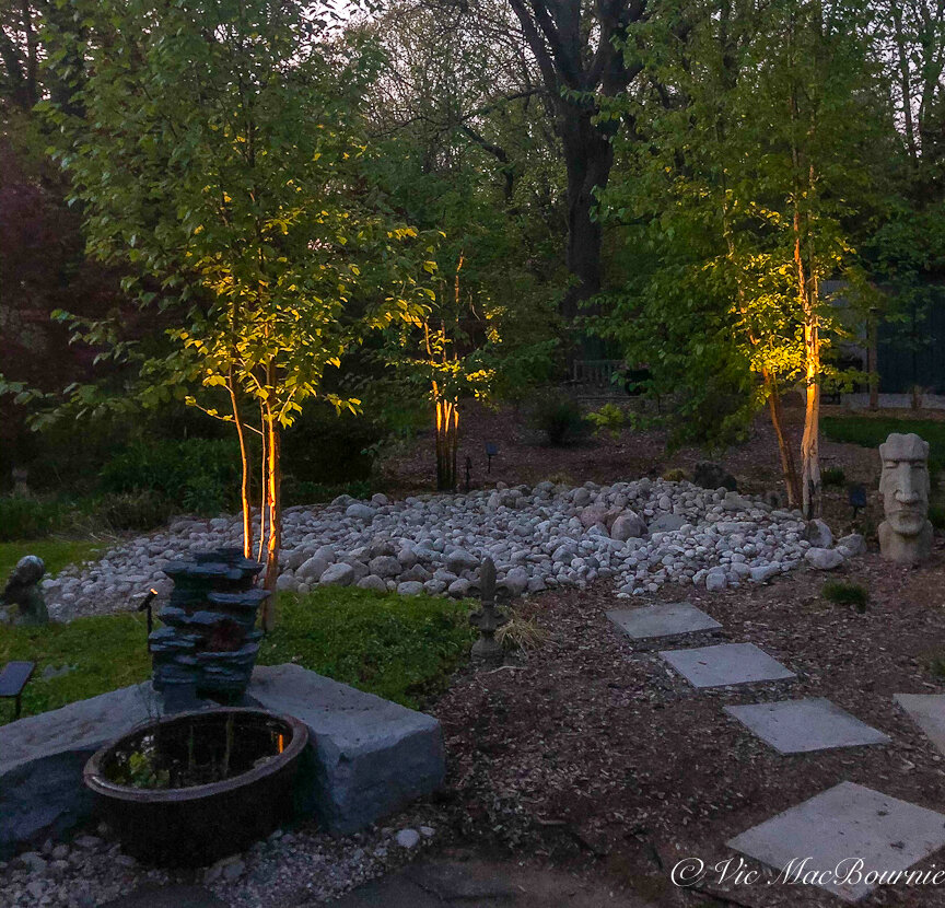 By uplighting the Birch clumps, you can appreciate their white trunks both day and night.