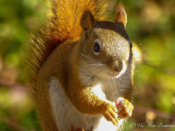 Red Squirrel-1040044.jpg
