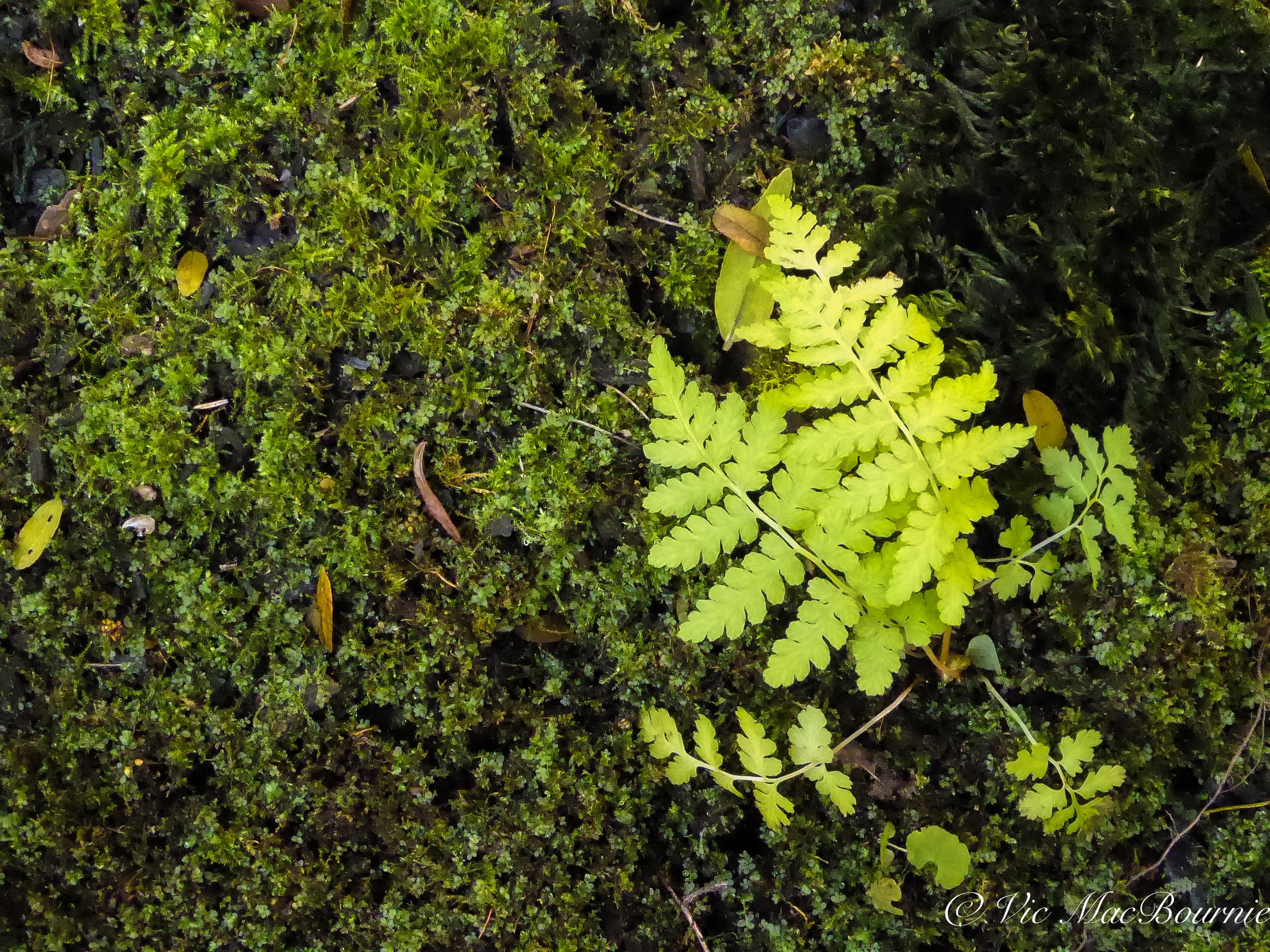 moss and fern-1040073.jpg