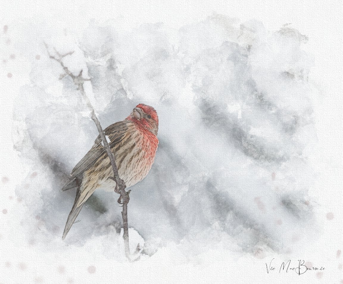 How to create bird artwork from digital watercolour paintings