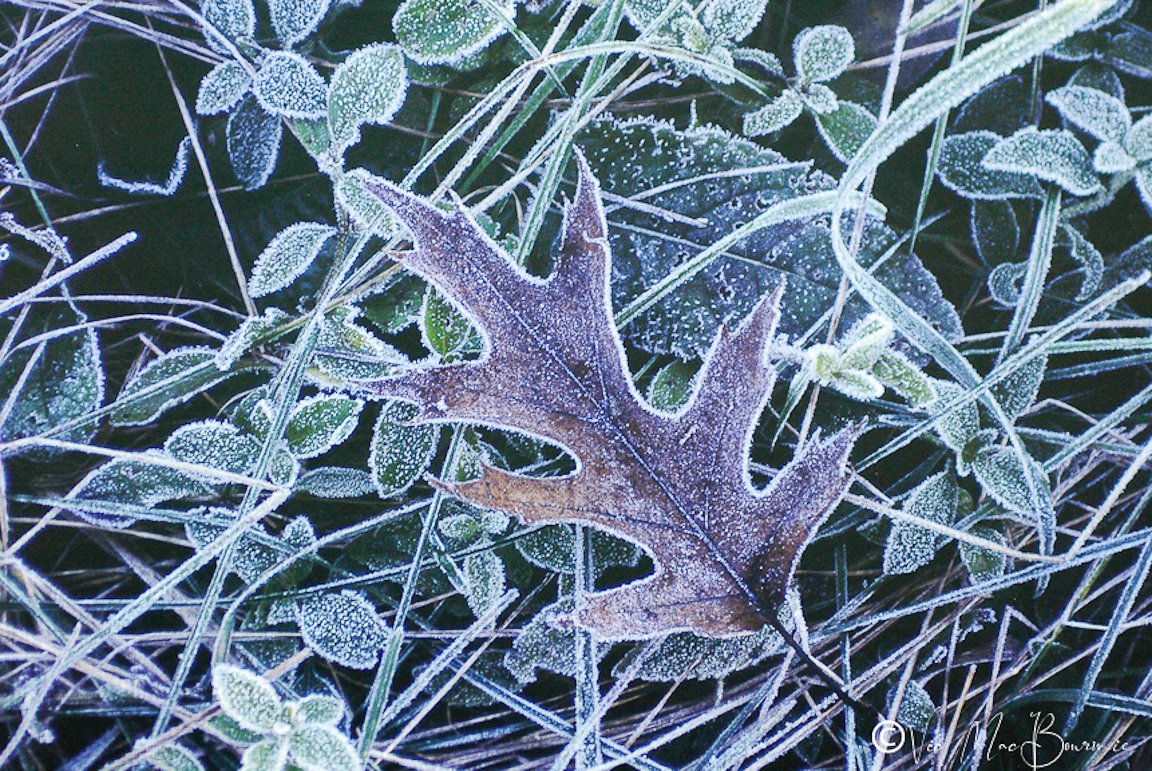 An oak leaf rimmed in frost on the forest floor.