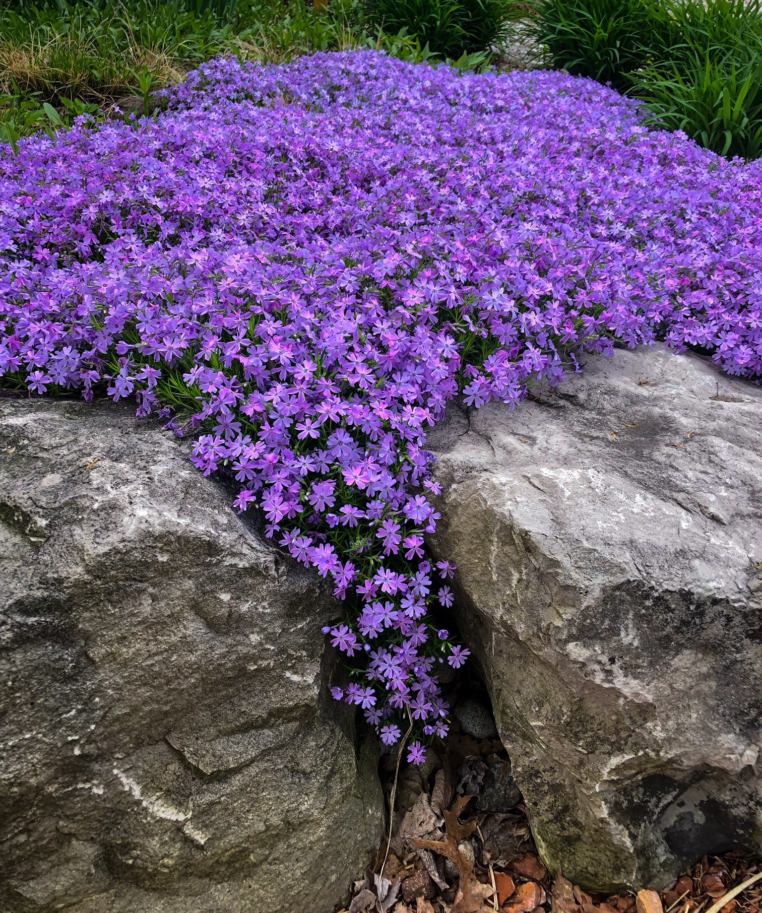 Creeping phlox is the perfect ground cover for sunny, hot and dry areas of the garden.