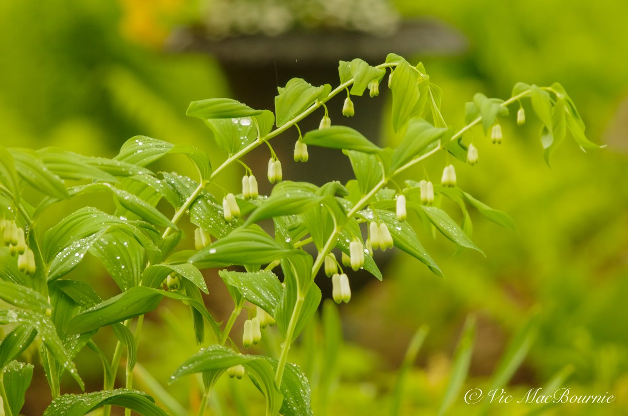 Solomon’s seal is solid choice for the woodland or shade garden