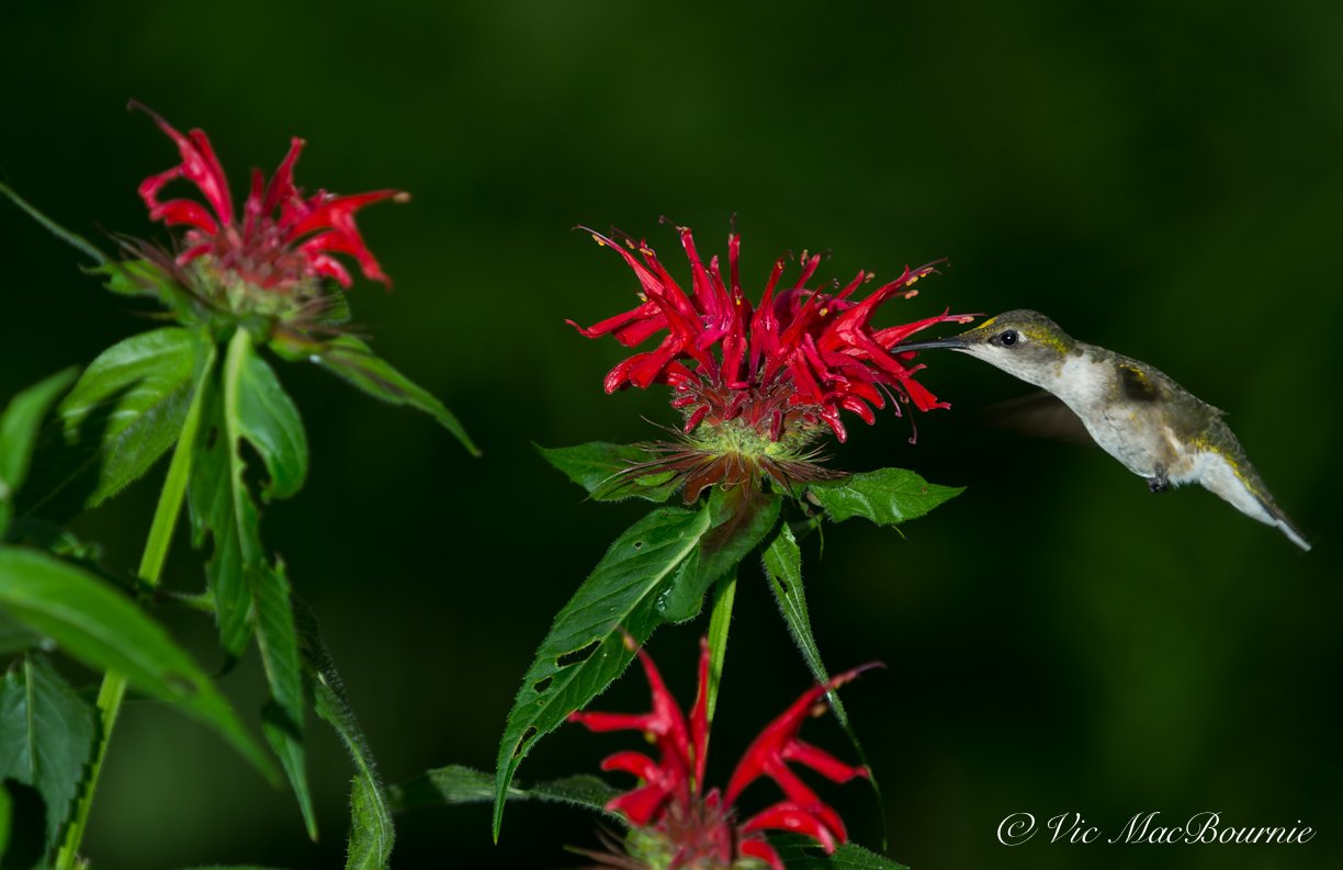 Monarda and Cardinal flowers: Native reds Hummingbirds can’t resist
