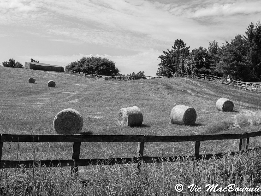 Hay field in B&amp;W