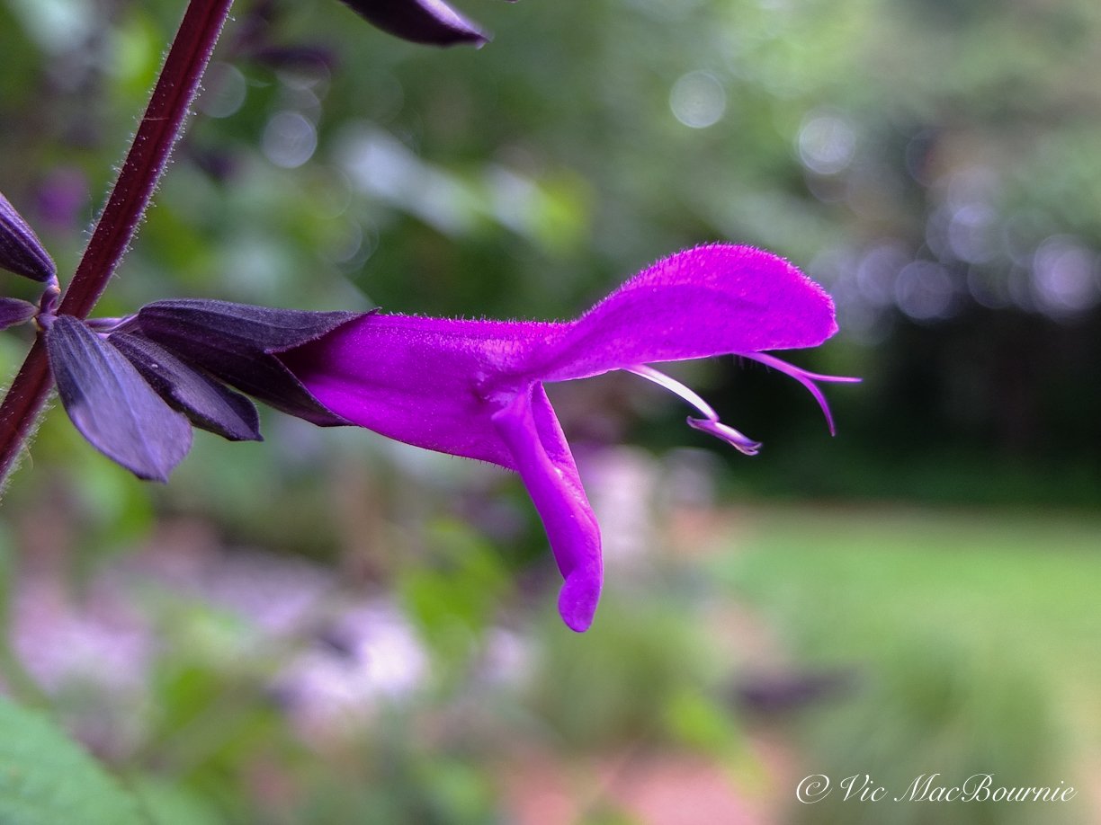 Purple flower up close-0350.jpg