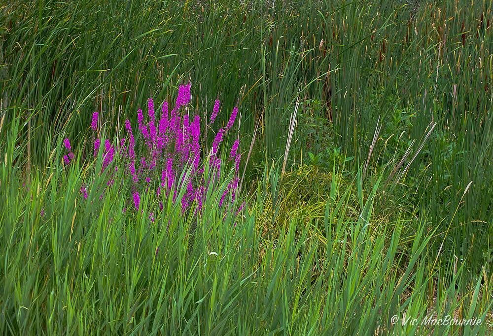 Invasive purple loosestrife growing in a nearby wetland. Taken with Fuji X10. For more on the Fuji X10, here is my review ten years after first purchase. Or go to the link in bio. https://www.fernsfeathers.ca/main-blog/fujifilm-x10-is-ideal-garden-ph