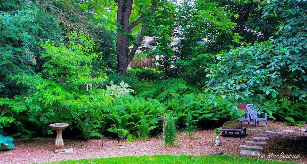 Woodland setting. If you are interested in woodland or shade gardening please take a moment to check out my website at www.fernsfeathers.ca. The site focuses on woodland/wildlife gardening with an emphasis on native flowers, shrubs and trees. Photogr