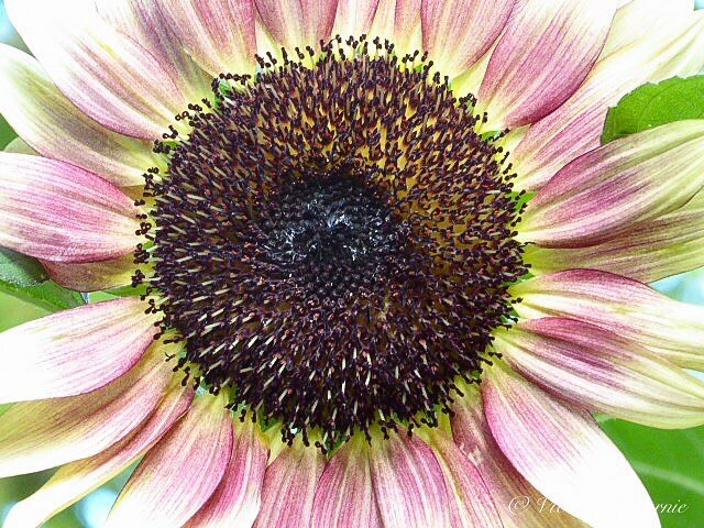 Sunflower in bloom. #sunflower #sunflowers #sunflowerlove