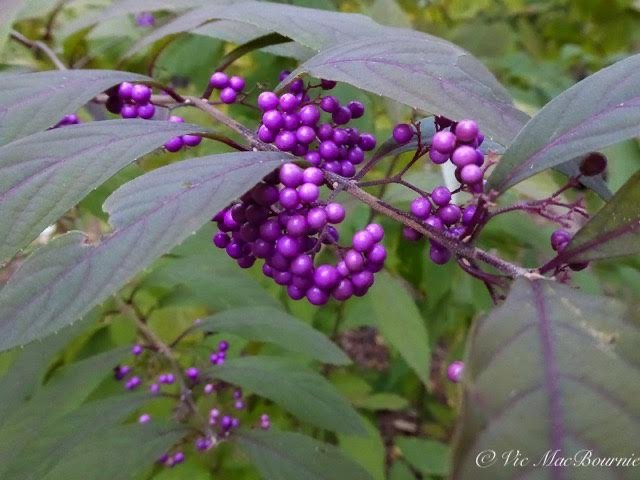 Purple pearl-like berries make Beautyberry a showstopper in native gardens