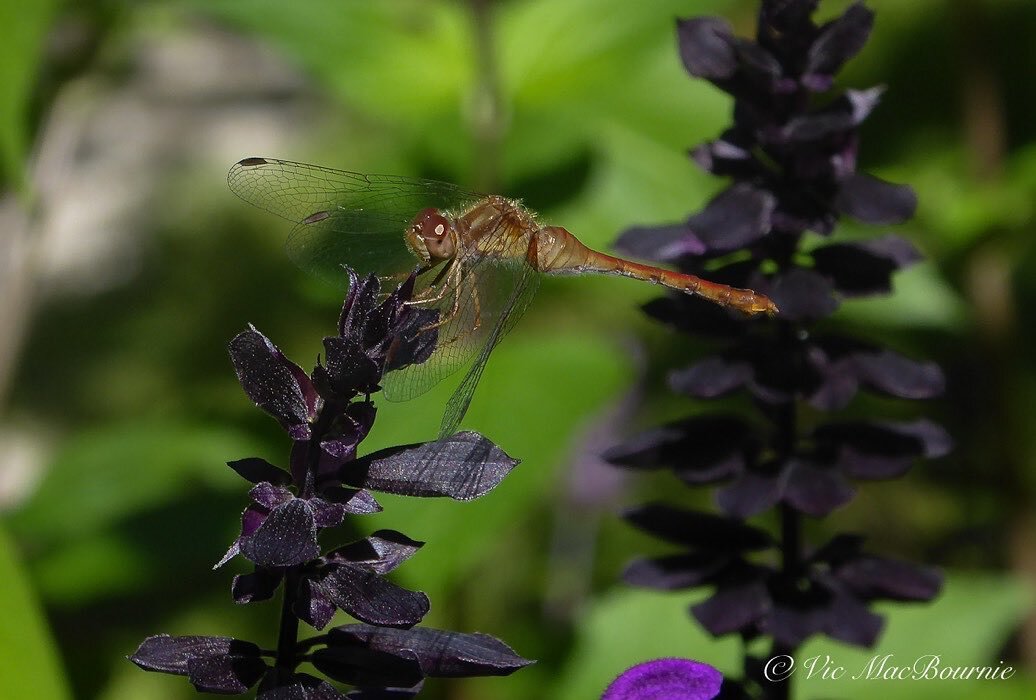 Bees, bhummingbirds and now a dragonfly on our Rockin&rsquo; Deep Purple PW salvia. Not an expert in dragonfly identification but I think it is an Autumn Meadowhawk (Sympetrum Vicinum) #dragonfly #provenwinners #salvia