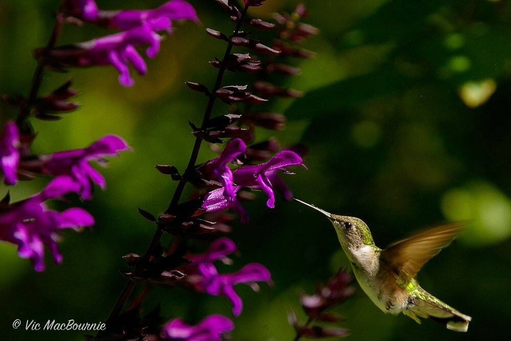 Hummingbird at Salvia. #provenwinners #provenwinnersplants #hummingbird #pentax #pentax300f4.5