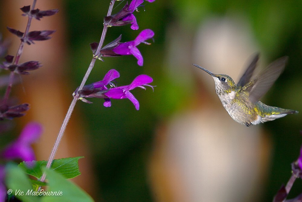 Last days before migration. #hummingbird #pentax #300mm #backyardgarden #gardenphotography