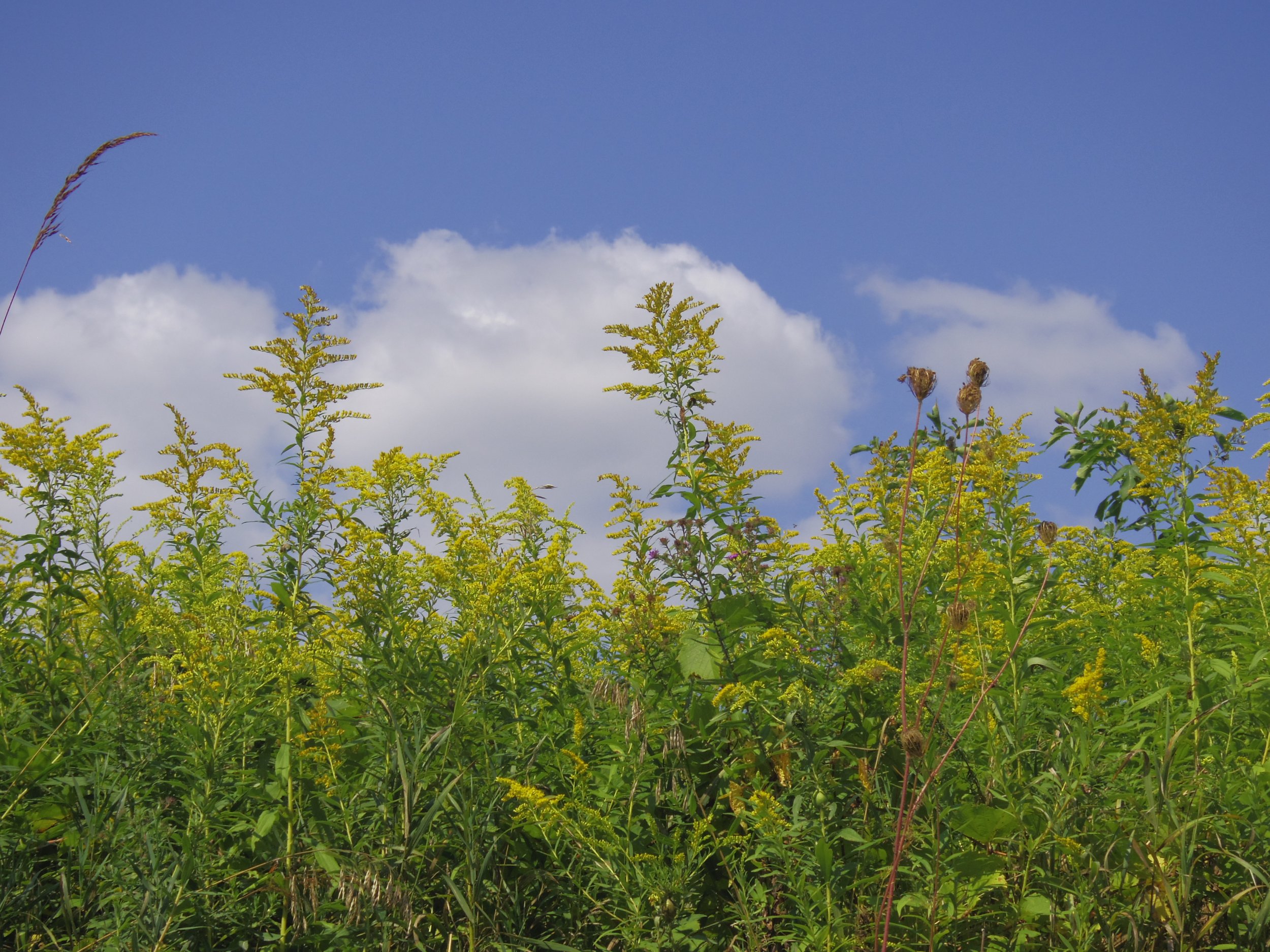 Native Goldenrod: Fall’s golden gift to wildlife gardeners and photographers