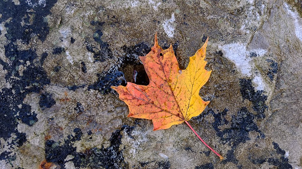 Maple Leaf in fall (1 of 1).jpg
