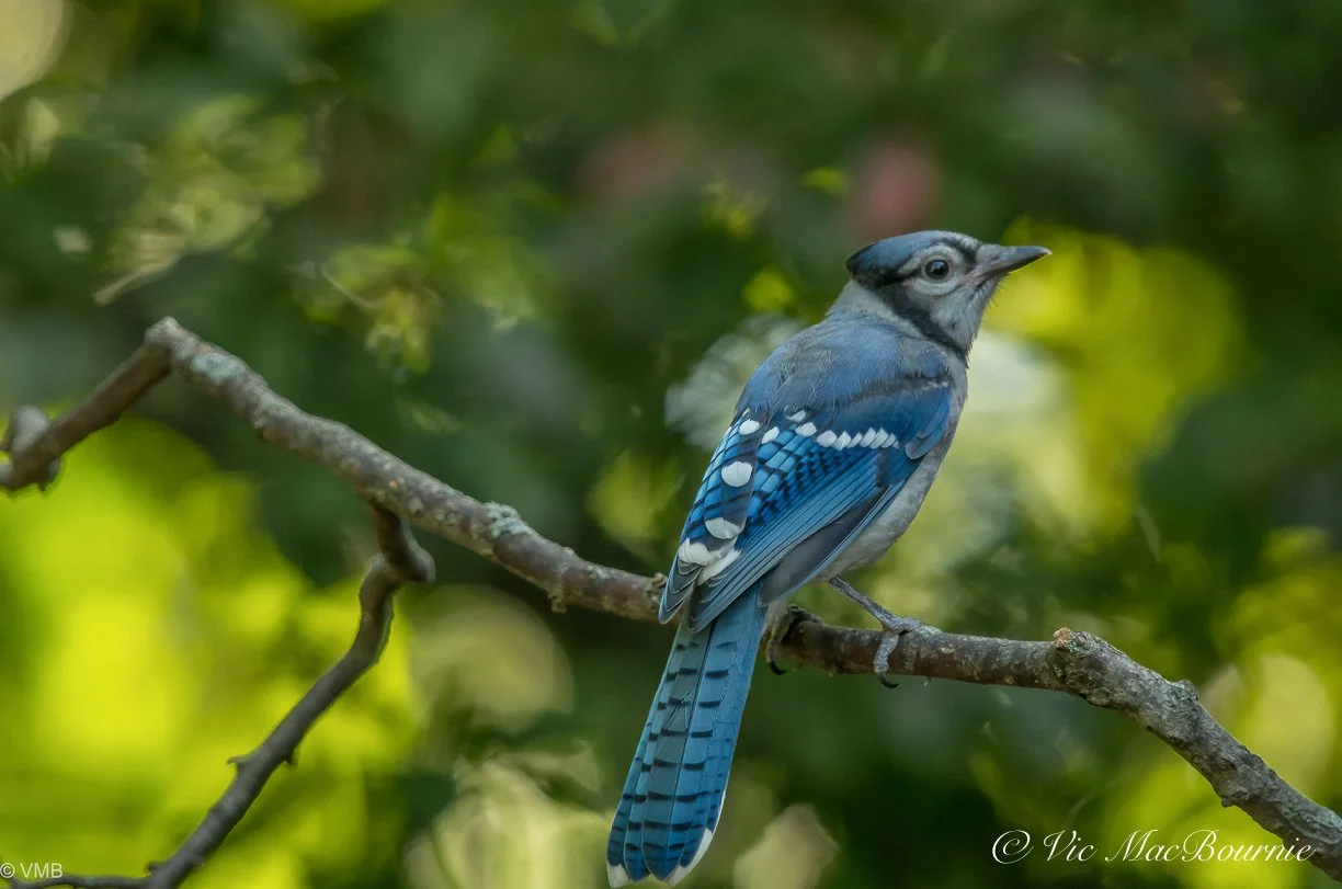 Bird feeder arms are ideal accessories for feeding stations — FERNS & FEATHERS