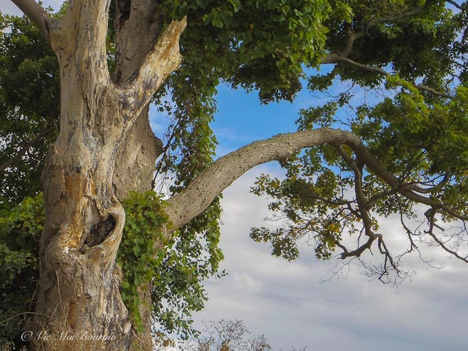 A snag or old dying tree creates an ideal habitat for woodpeckers and other tree-dwelling birds.