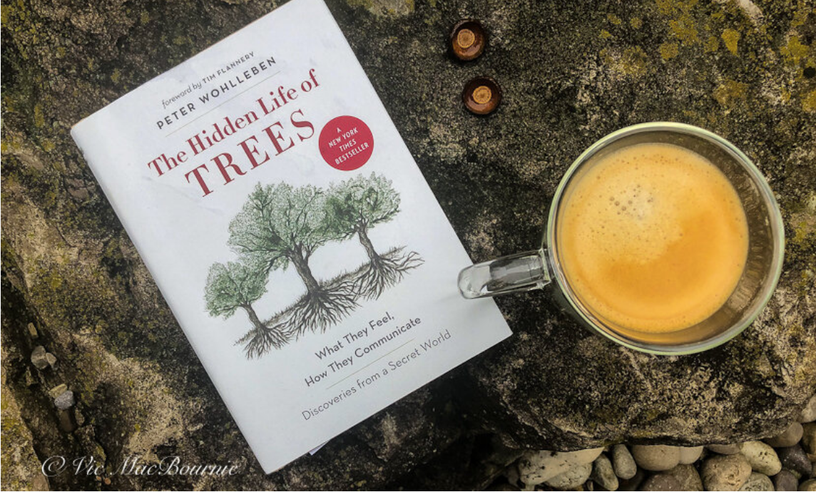 How trees communicate in our woodland gardens: The Hidden Life of Trees