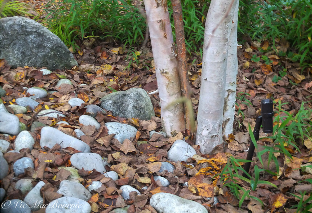 How long before Paperbark Birch trunks  turn white?