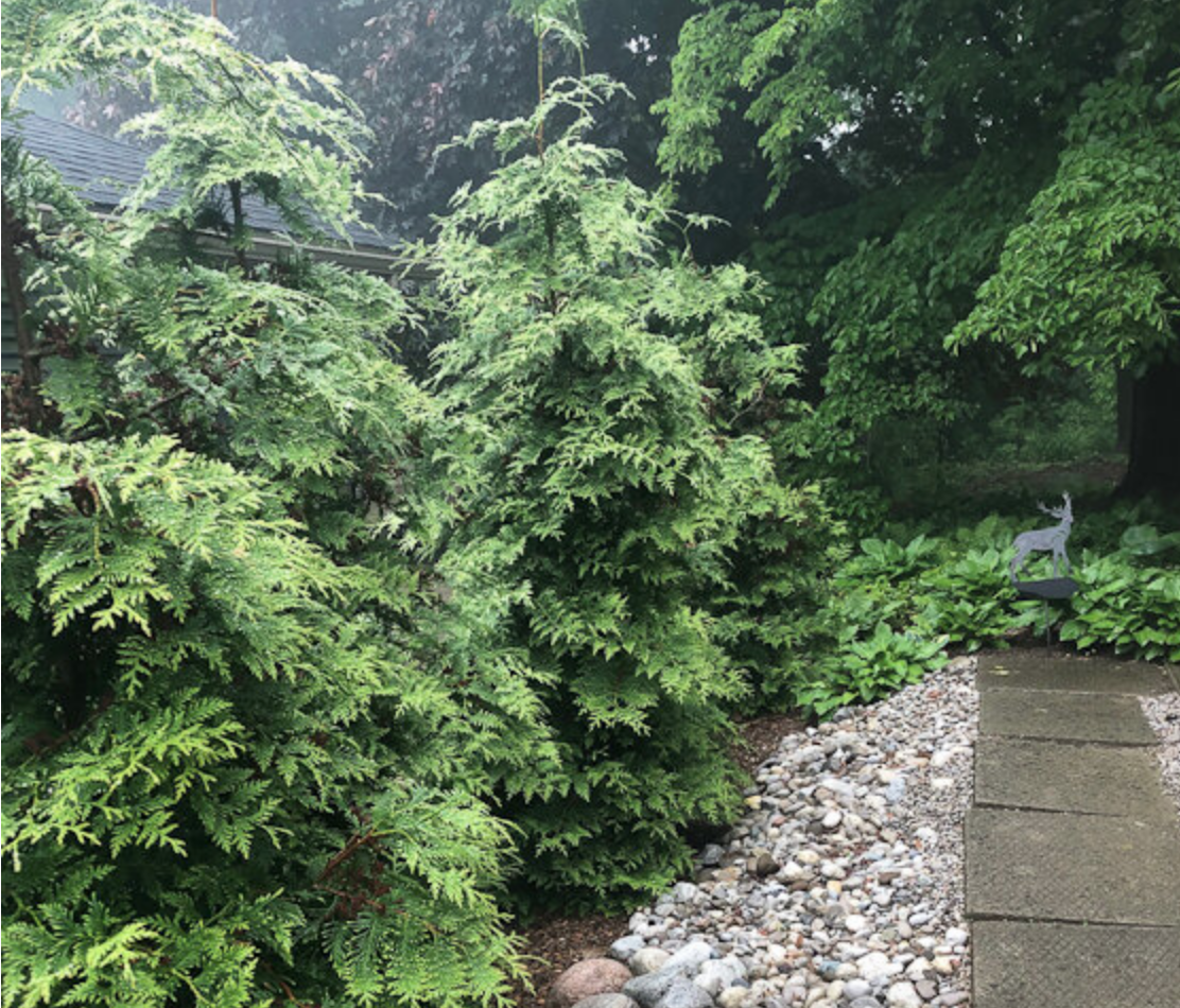Green Giant cedars: Fast growing arborvitae ideal for privacy