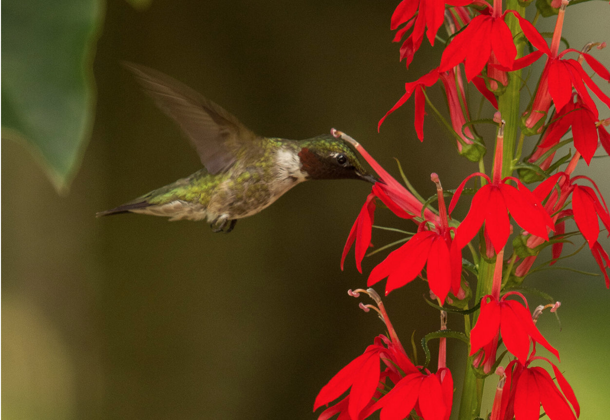Garden photography: Tips to photographing hummingbirds in flight