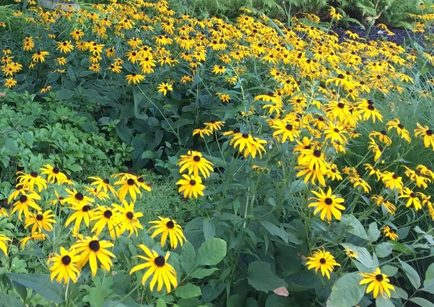 A little love for the Black-eyed Susan 