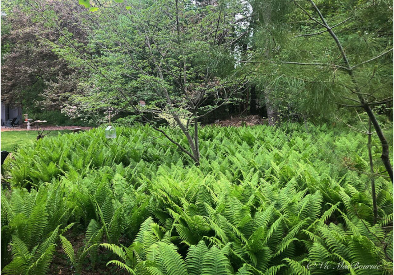 How to create a woodland fern garden (in big and small yards)