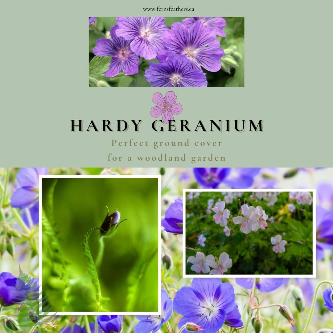 Can hardy geraniums be used as a ground cover?
