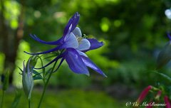 Rocky Mountain columbine: Adding a hit of blue to your garden