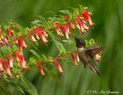 Cuphea Vermillionaire takes centre stage in hummingbird corner