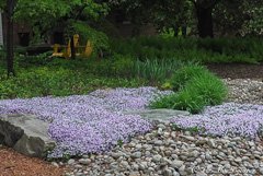 Creeping phlox: Ground cover adds splash of purple to the garden