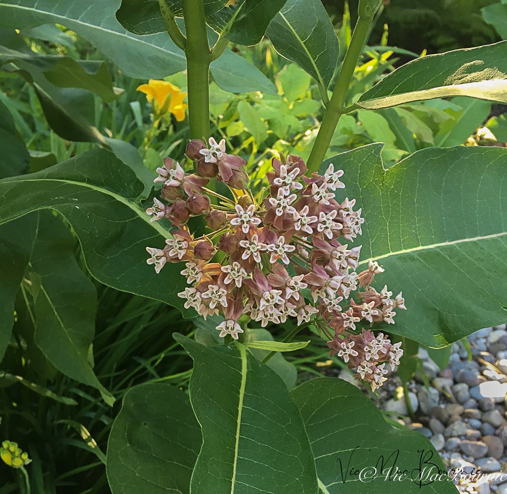 How to grow common milkweed and why it should be in every garden
