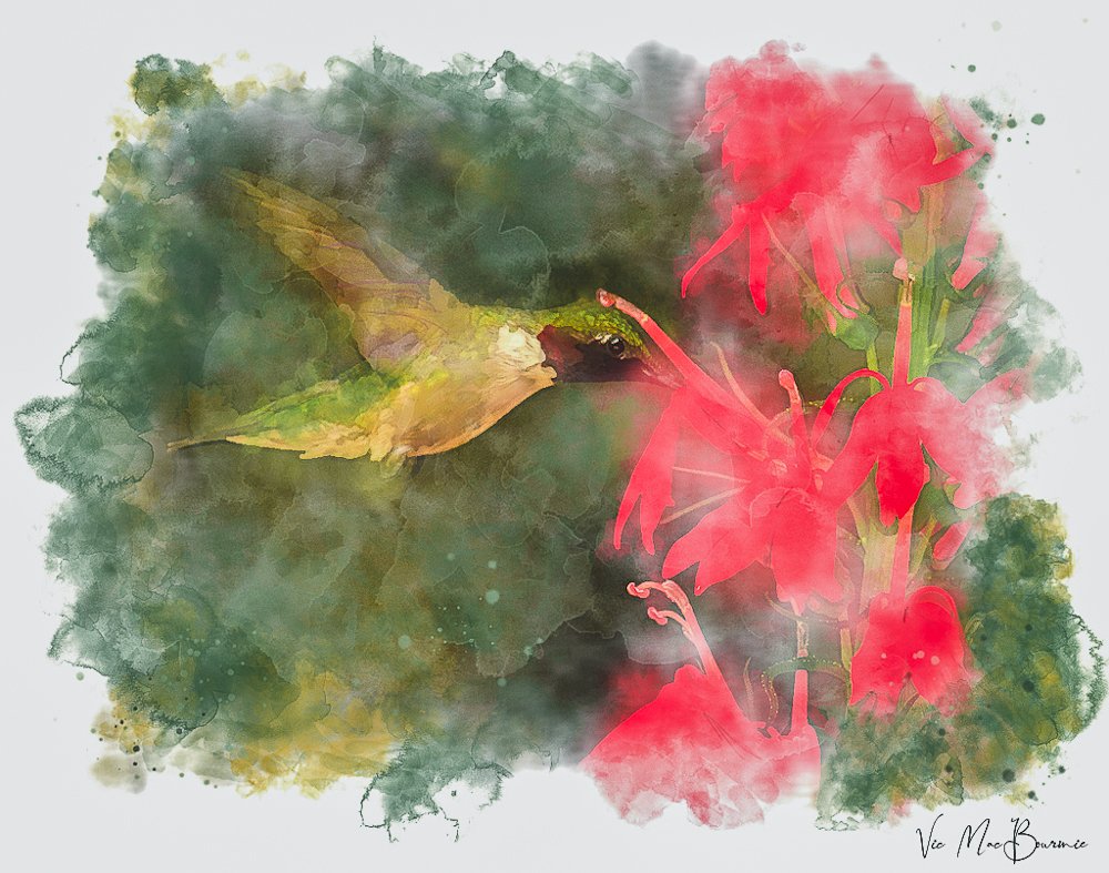 Hummingbird images and digital creations