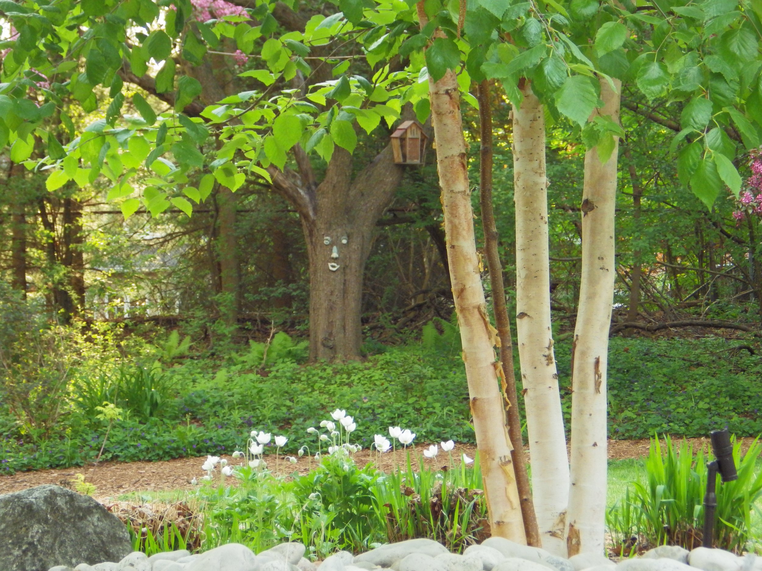 Best shade trees: Poplar tulip tree, birch, maple and oak