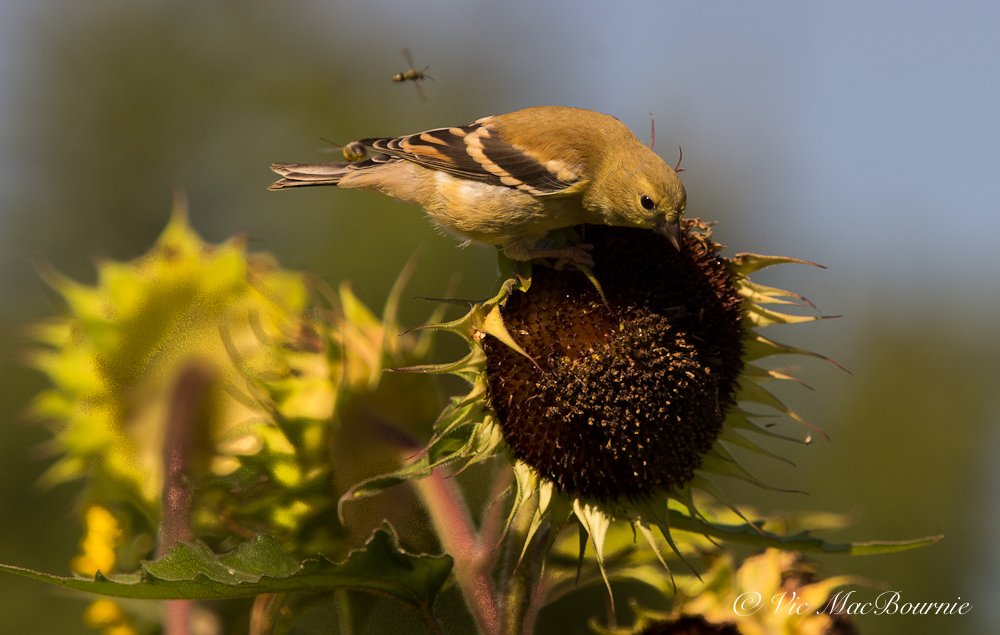 Fields of gold: How to create ideal wildlife habitat